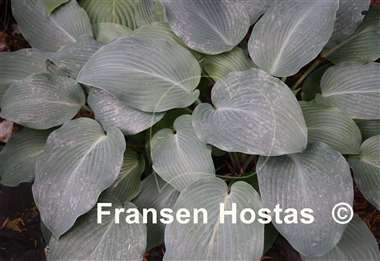 Hosta Devon Blue