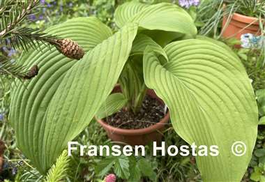 Hosta Devon Desire