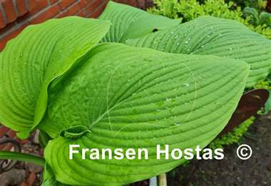 Hosta Devon Desire