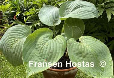 Hosta Devon Giant