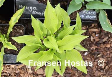 Hosta Devon Gold