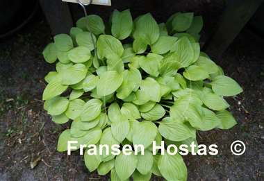 Hosta Devon Gold
