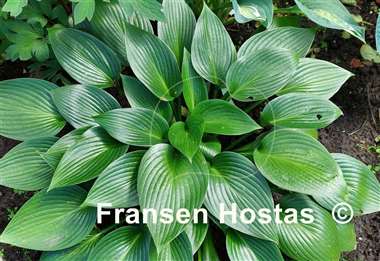 Hosta Devon Green