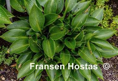 Hosta Devon Green