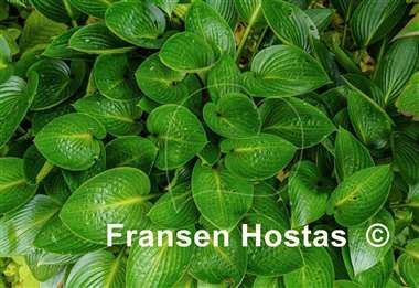 Hosta Devon Green
