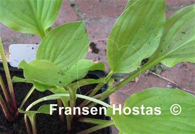 Hosta Devon Red