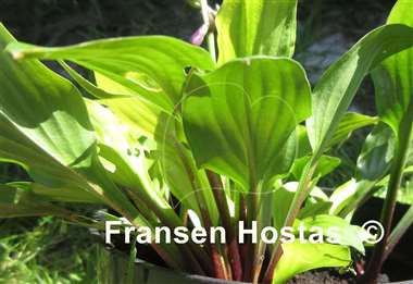 Hosta Devon Red