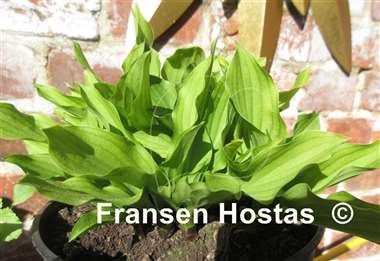 Hosta Devon Red