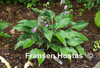 Hosta Dewed Steel