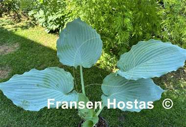 Hosta Diamond Lake