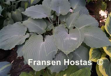 Hosta Diamond Lake