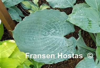 Hosta Diamond Lake