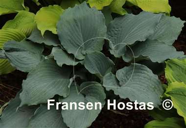 Hosta Diamond Lake