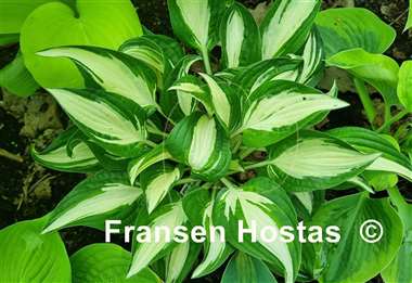 Hosta Diamond Necklace