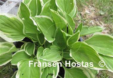 Hosta Diamond Tiara