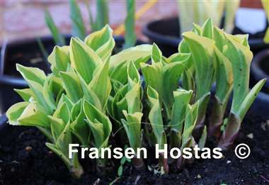 Hosta Diamond Tiara