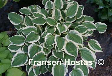 Hosta Diamond Tiara