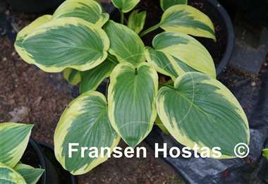 Hosta Diana Remembered