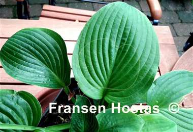 Hosta Dick's Green Carpet