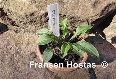 Hosta Dilli Perkeo
