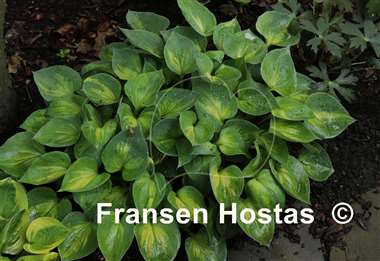 Hosta Dinky Donna