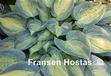 Hosta Dinner Mint