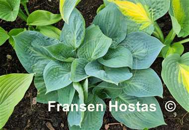 Hosta Dixie Cups