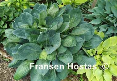 Hosta Dixie Cups