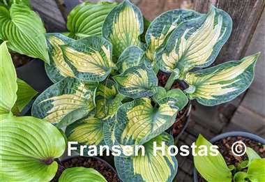 Hosta Dixie Ghost Edge