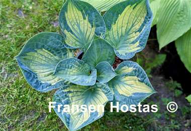 Hosta Dixie Ghost Edge