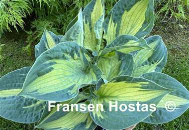 Hosta Dixie Ghost Edge