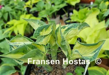 Hosta Dixie Ghost Edge