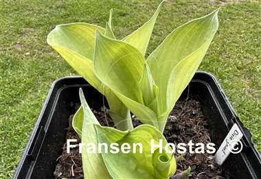 Hosta Dixie Ghost