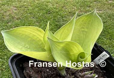 Hosta Dixie Ghost