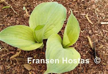 Hosta Dixie Ghost