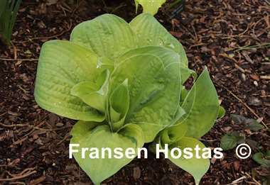 Hosta Dixie Ghost