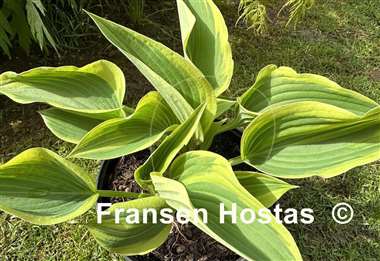 Hosta Dixie's Memory