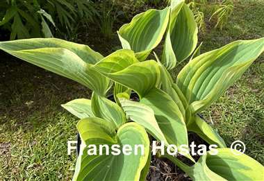 Hosta Dixie's Memory