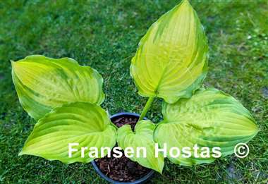 Hosta Django