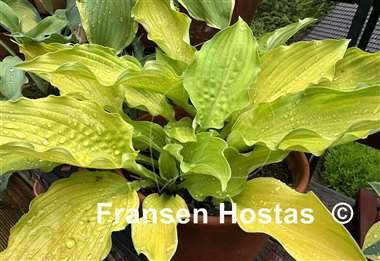 Hosta Django