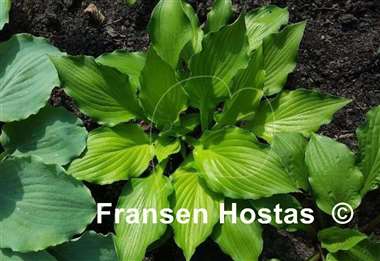 Hosta Django