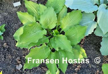 Hosta Django