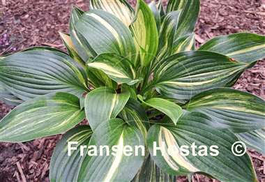 Hosta Don Quixote