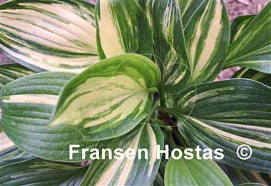 Hosta Don Quixote