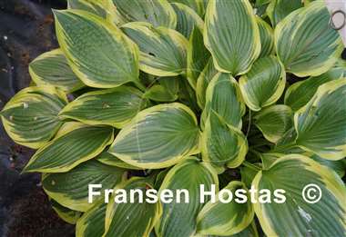 Hosta Don Stevens