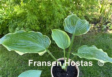 Hosta Don't Stop Believin
