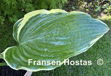 Hosta Don't Stop Believin