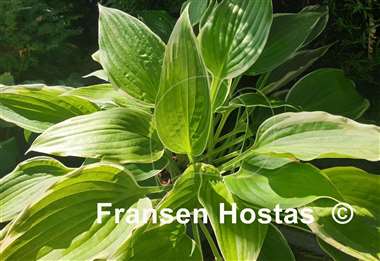 Hosta Don't Stop Believin
