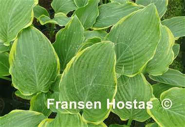 Hosta Don't Stop Believin