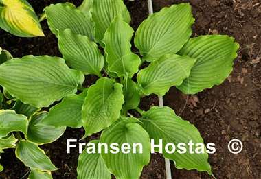 Hosta Donahue Piecrust